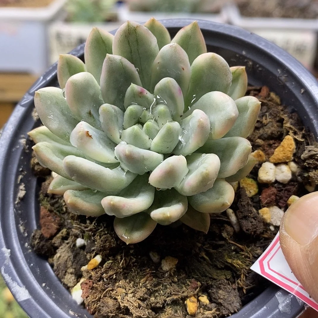 10137 冰心公主锦