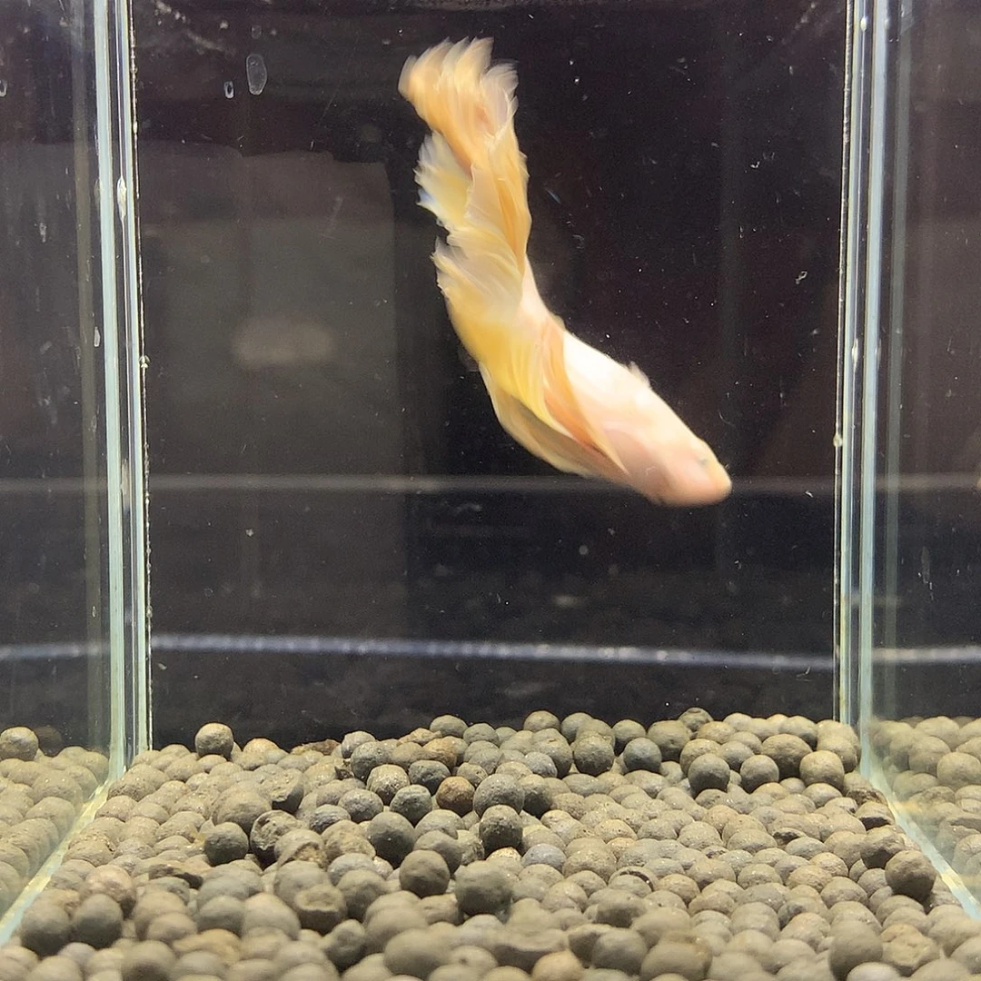 海水鱼七弟泰国斗鱼25