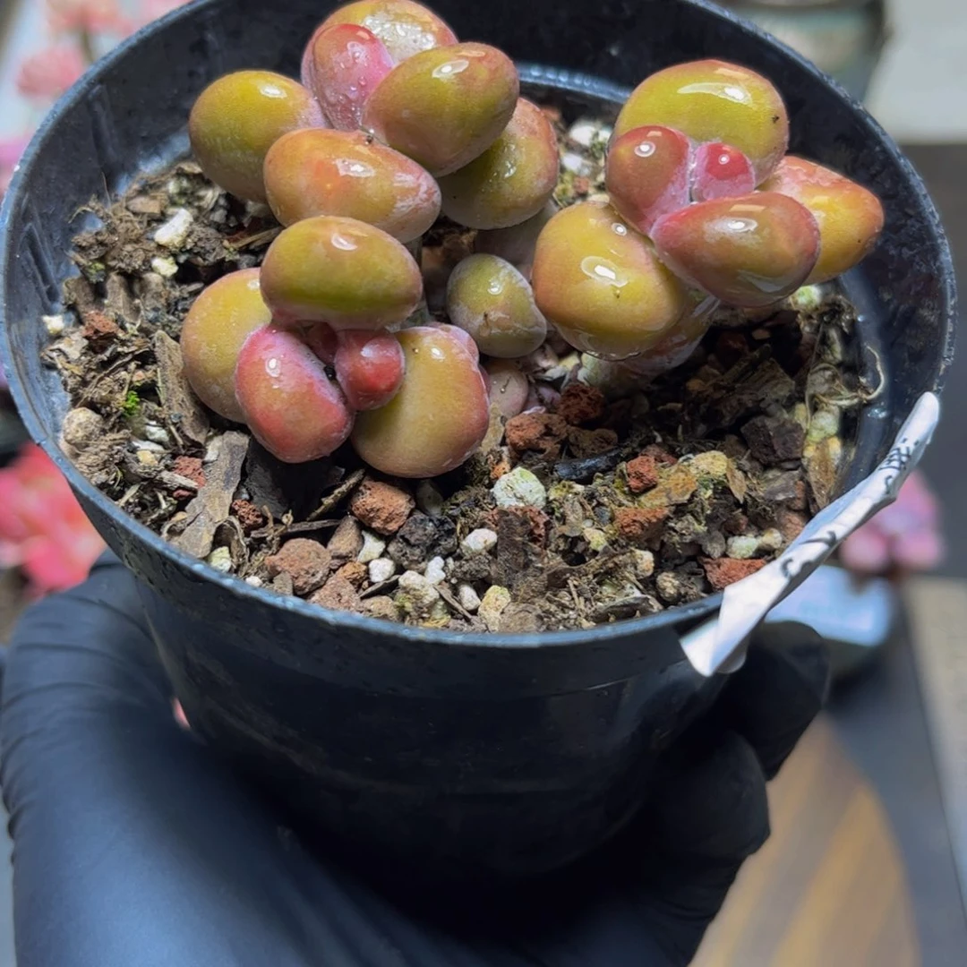 217金色KK奶酪7厘米多肉