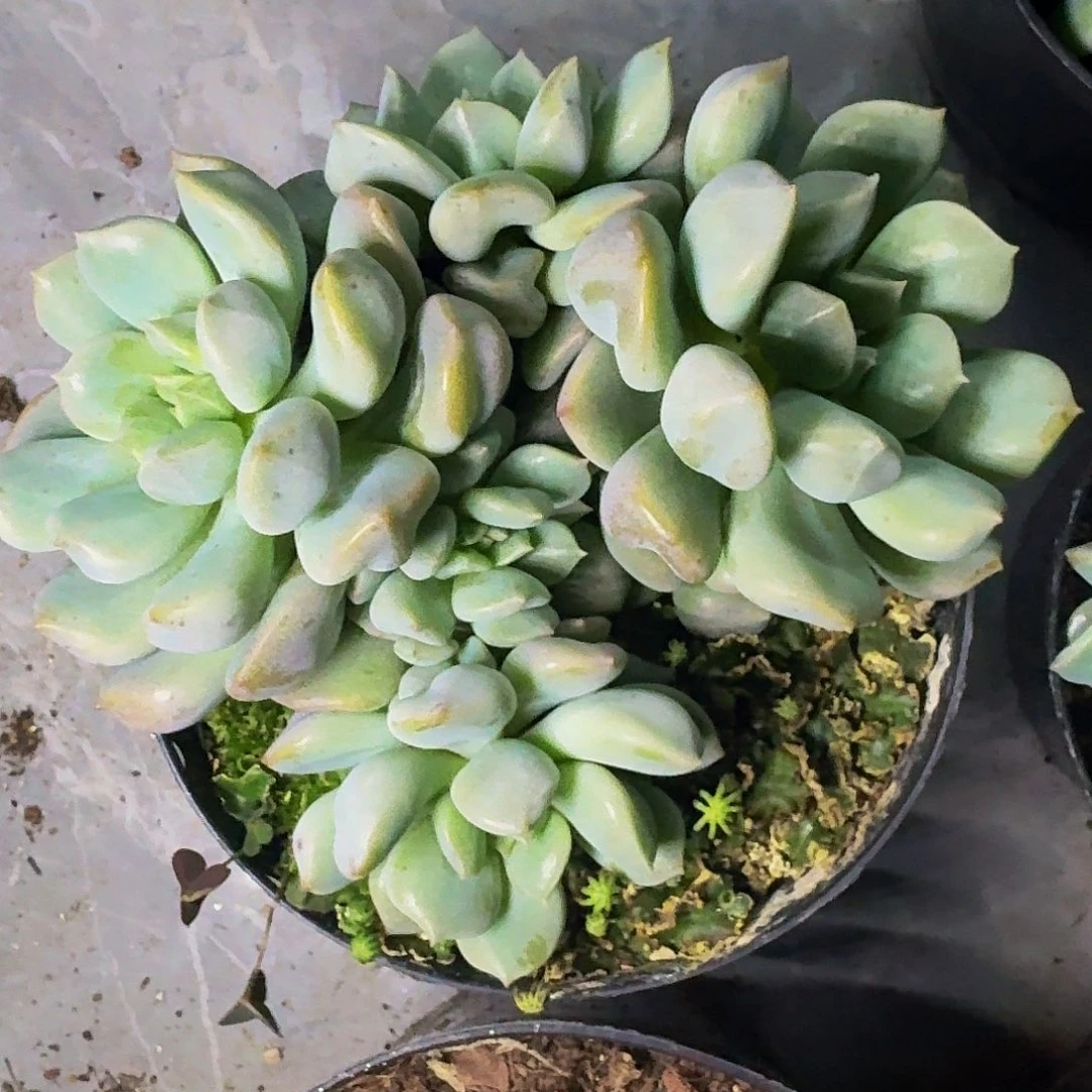 超奶 群生 一物一拍