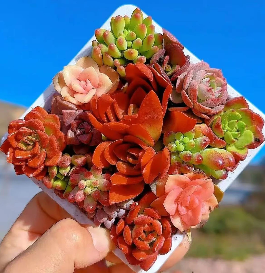 界恒土特产臻选代用链接