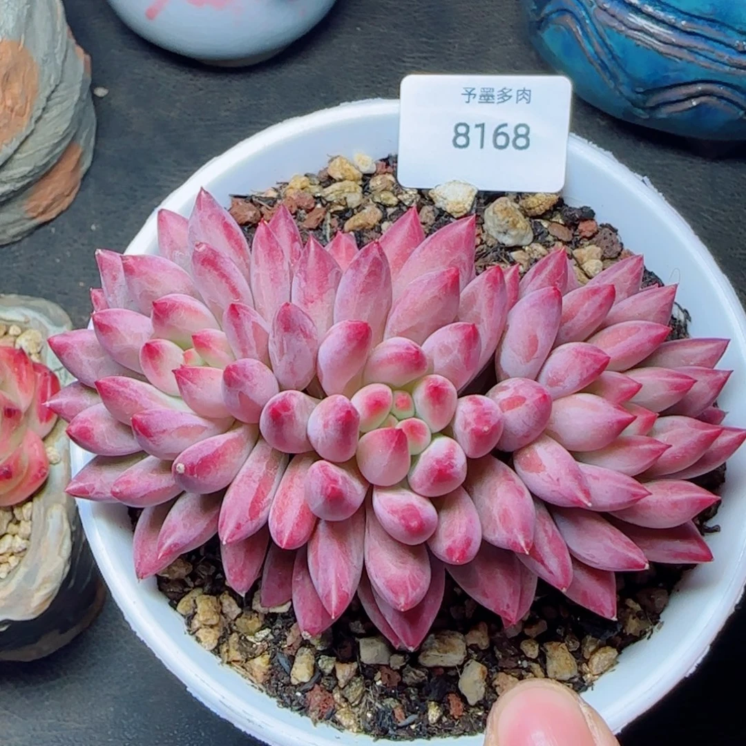 虞美人，8168多肉植物