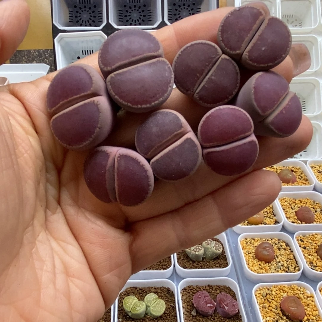 5939直播间一物一拍