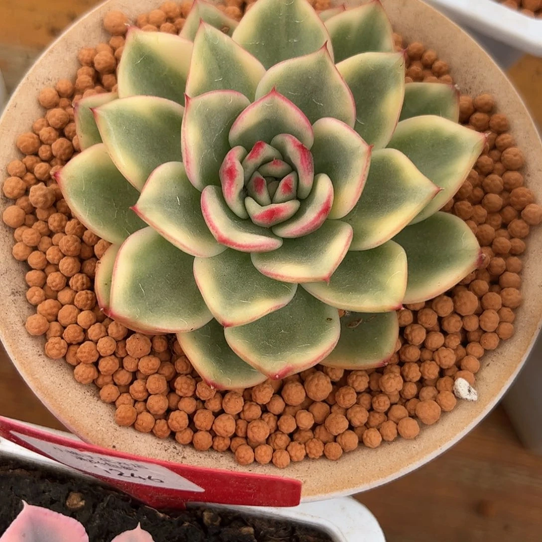 蔚蓝乌木锦多肉植物0001