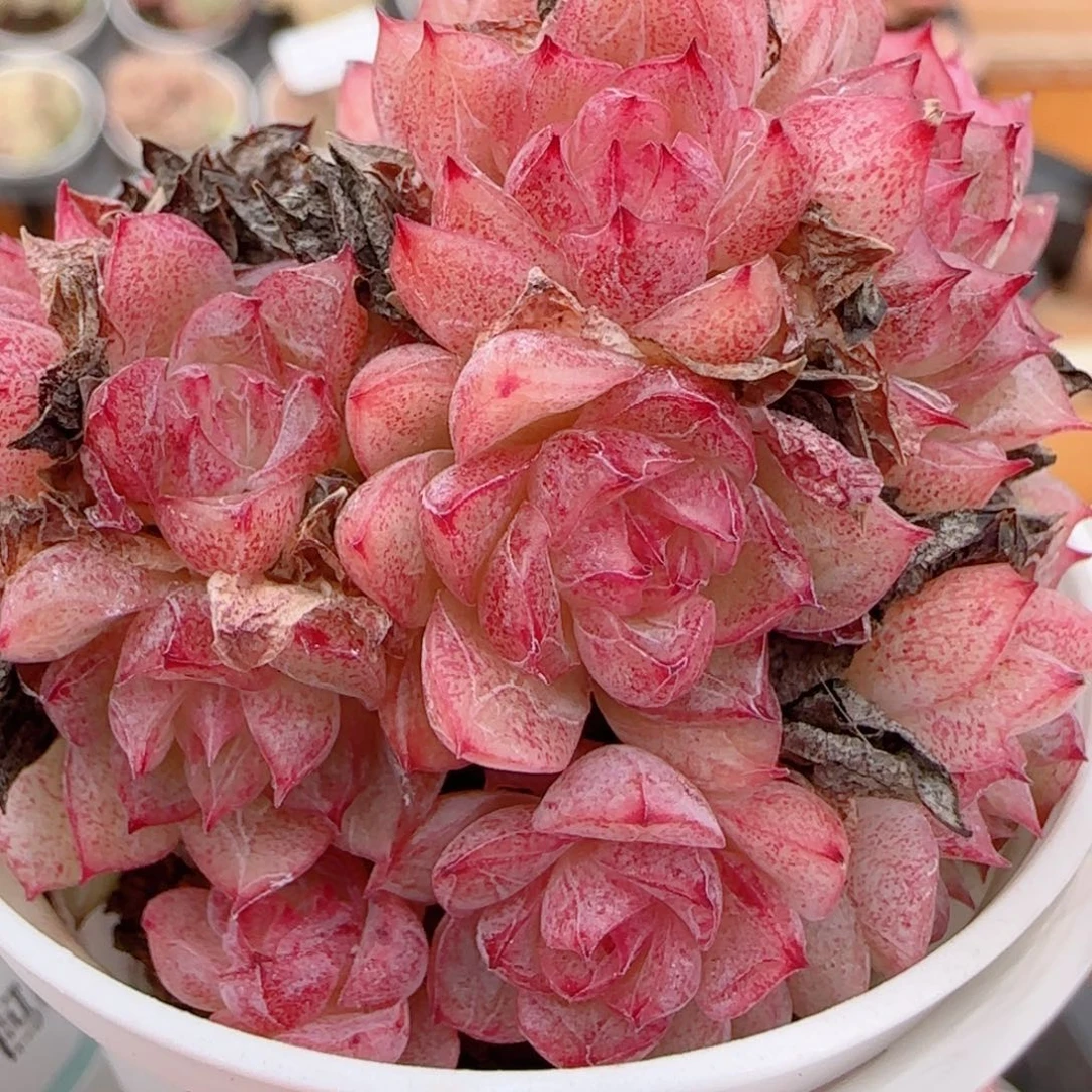 花语多肉1213-267散