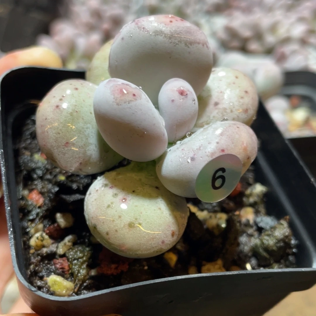 麦金大叶奶酪多肉植物