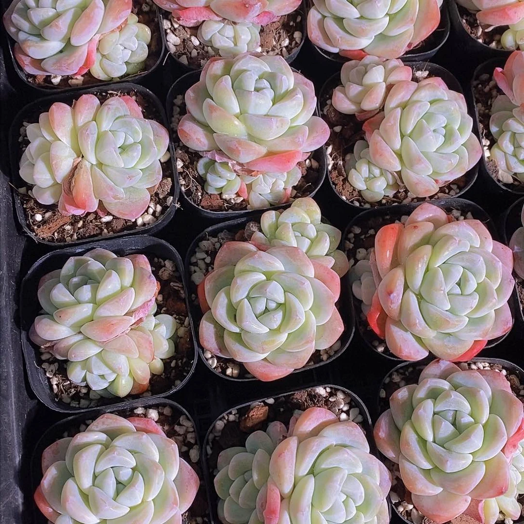 0130-奶油冰玉单头带崽福利两颗 量拍