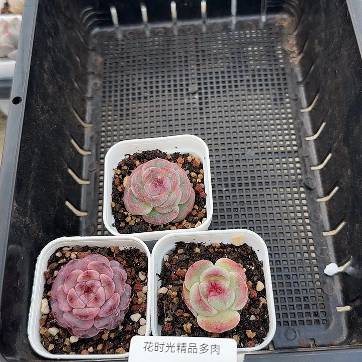 花时光精品多肉。      104