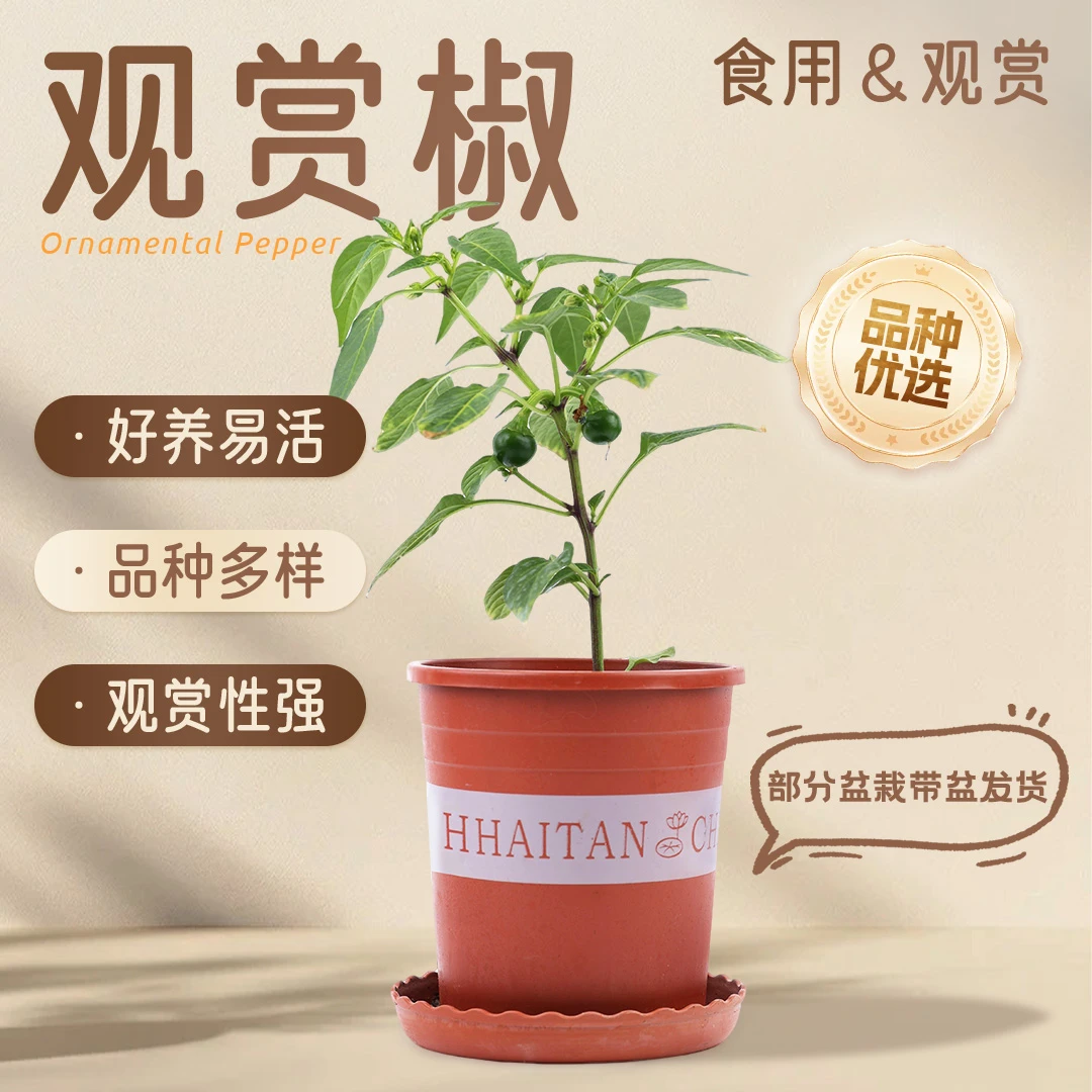 农科院观赏食用辣椒七彩椒盆栽朝天椒种子矮生番茄苗四季阳台绿植