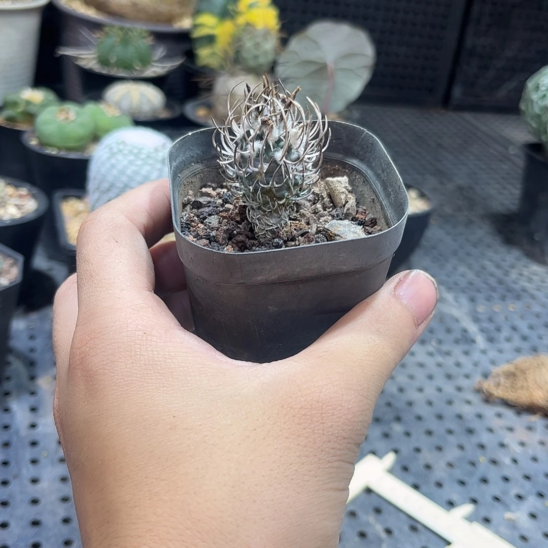 牙成丸66666669999