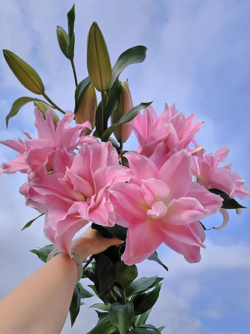 四季可种1颗《贵妃》12/14重瓣香水百合花球 四季可种