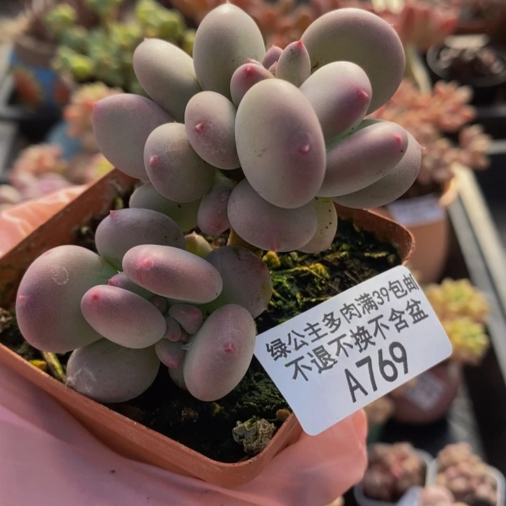 四代苹果奶6cm769多肉植物