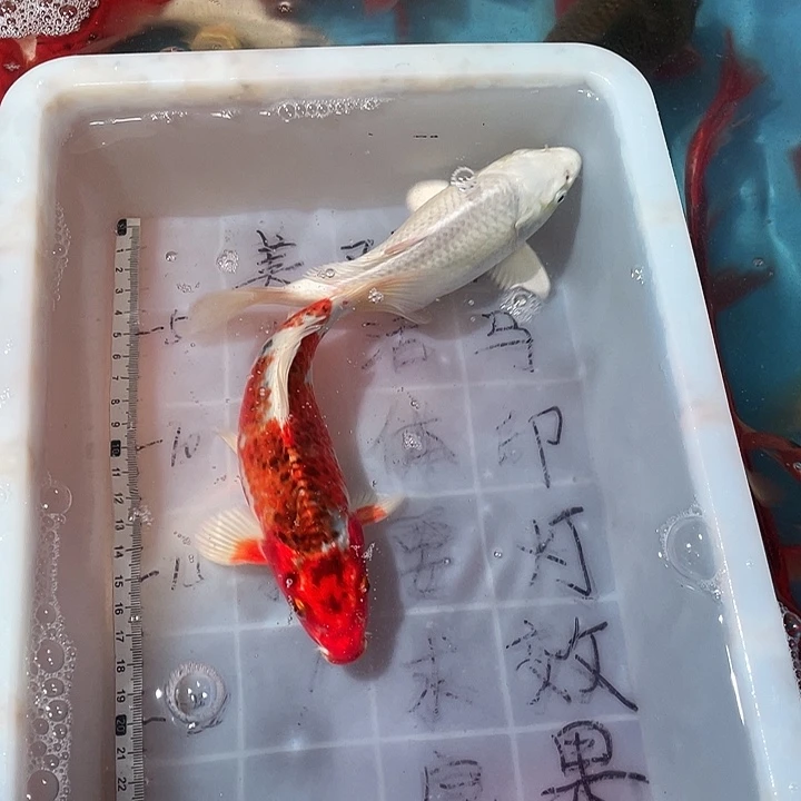 蝴蝶鲤鱼渔场直发45