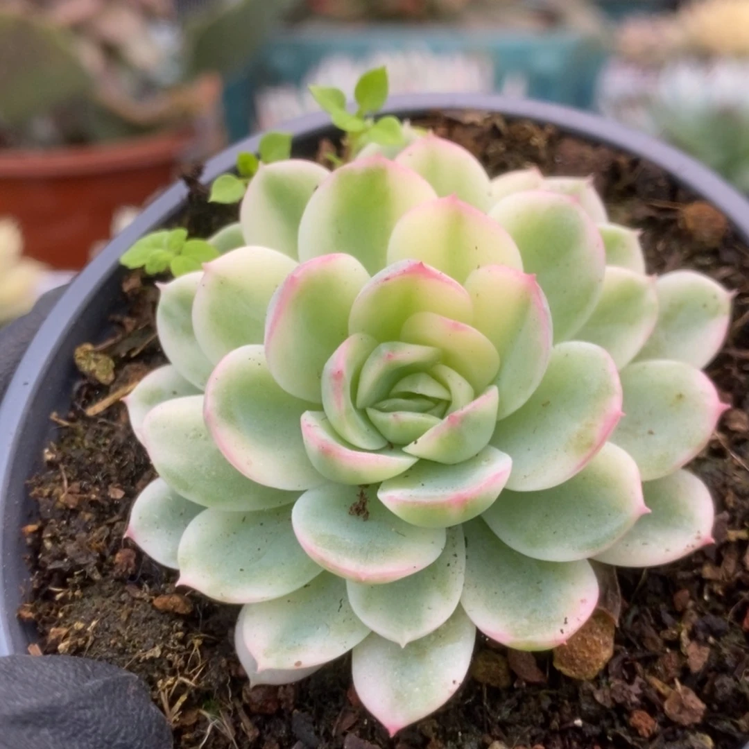235茉莉花锦锦锦锦锦锦