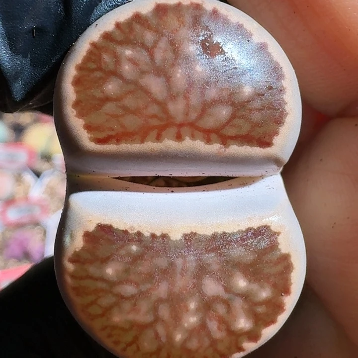 生石花12555。 78