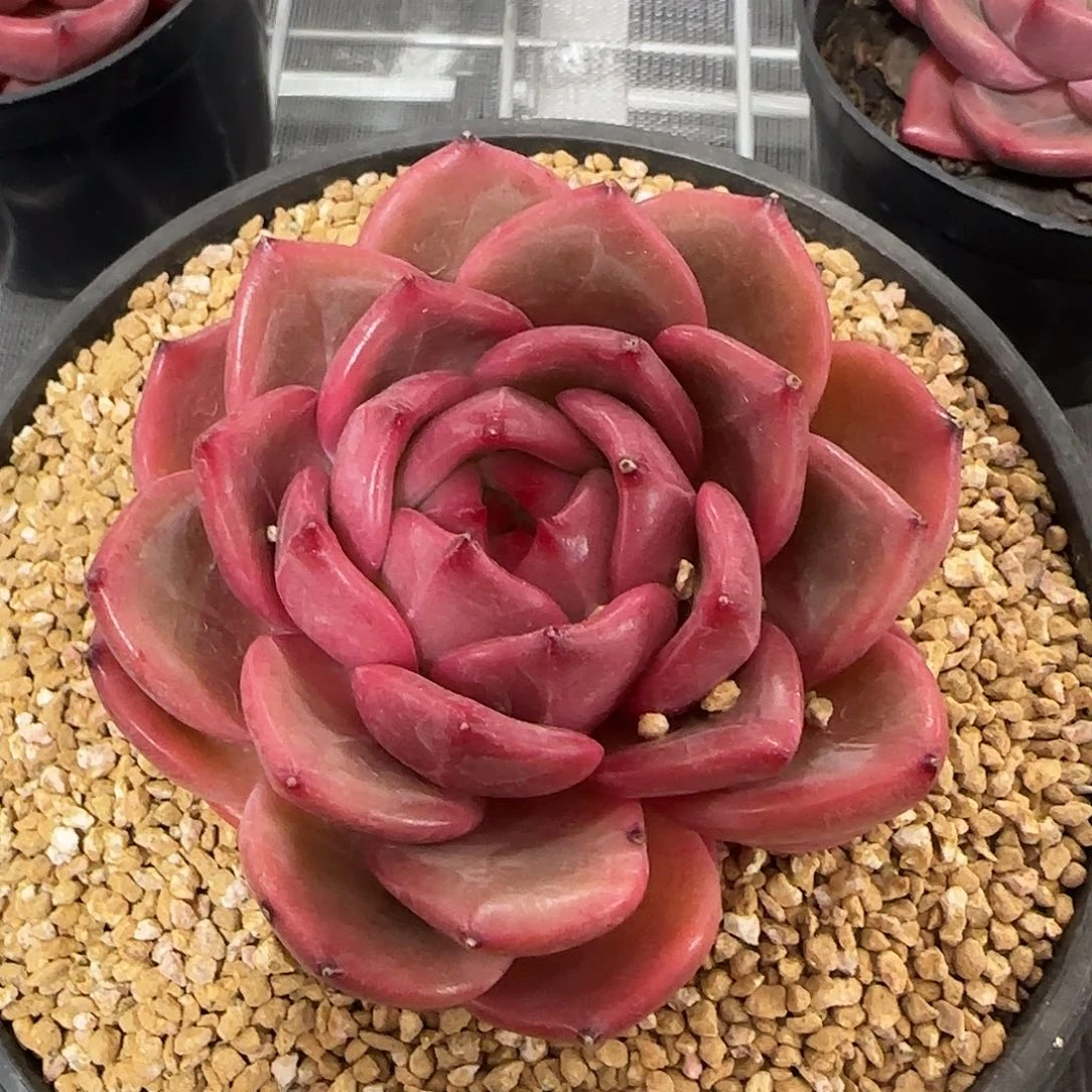 从前慢花园精选Q橙