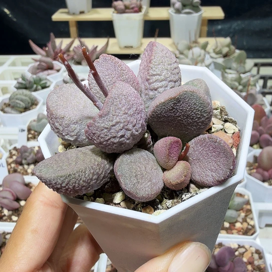 ?**?粉佳人水泡多肉植物