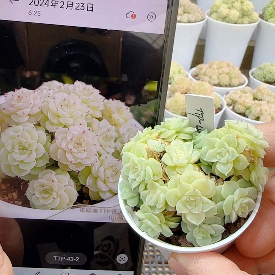 1111-25（ttp-43-2）优选