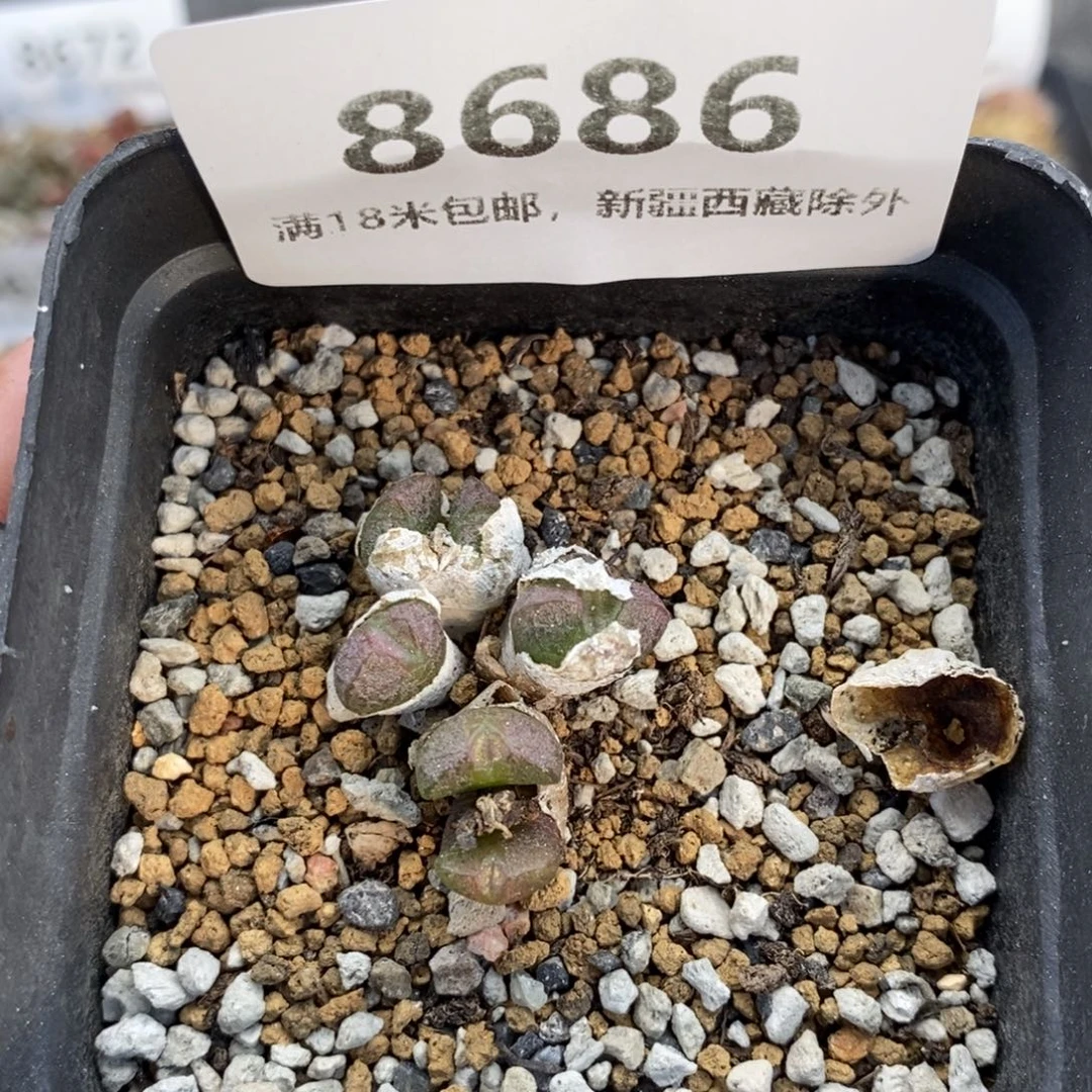 8686。