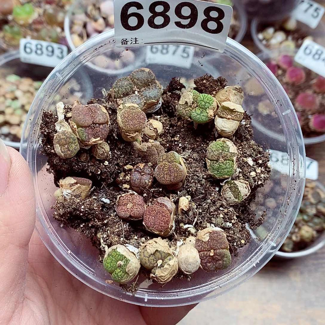 6898鸟哈尼啊啊啊