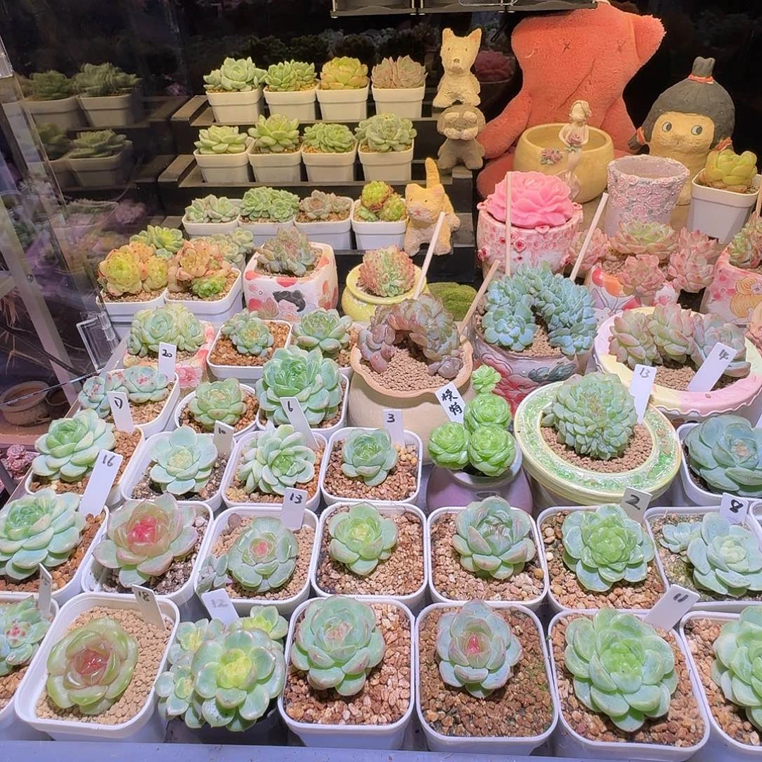 J***宝成宝专拍哈哈哈哈