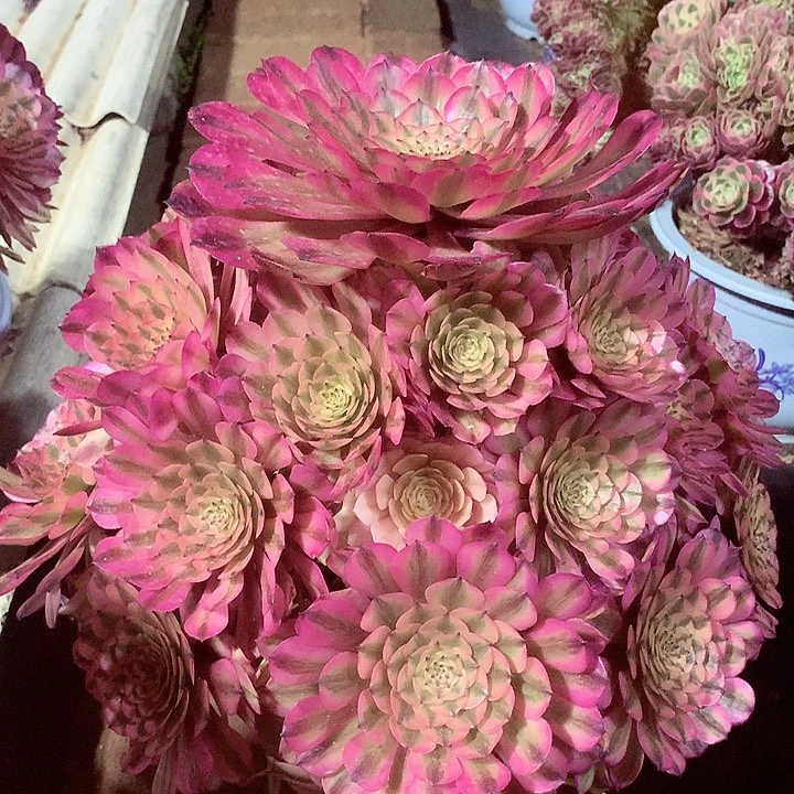 粉体美姬，多肉植物