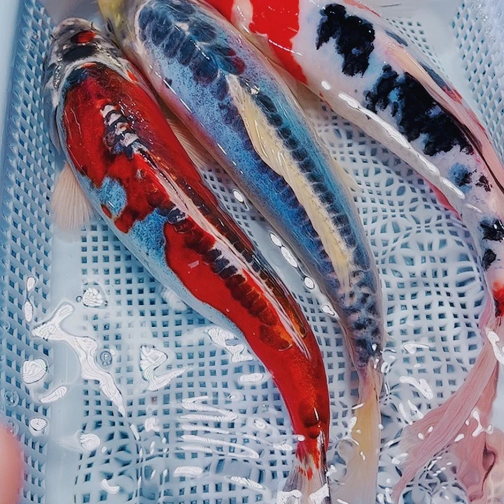 海水鱼锦鲤观赏鱼20