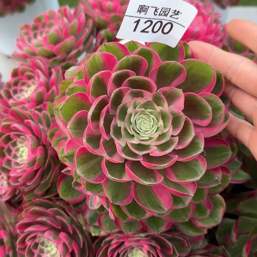 月*1200多肉  漏发补发法师