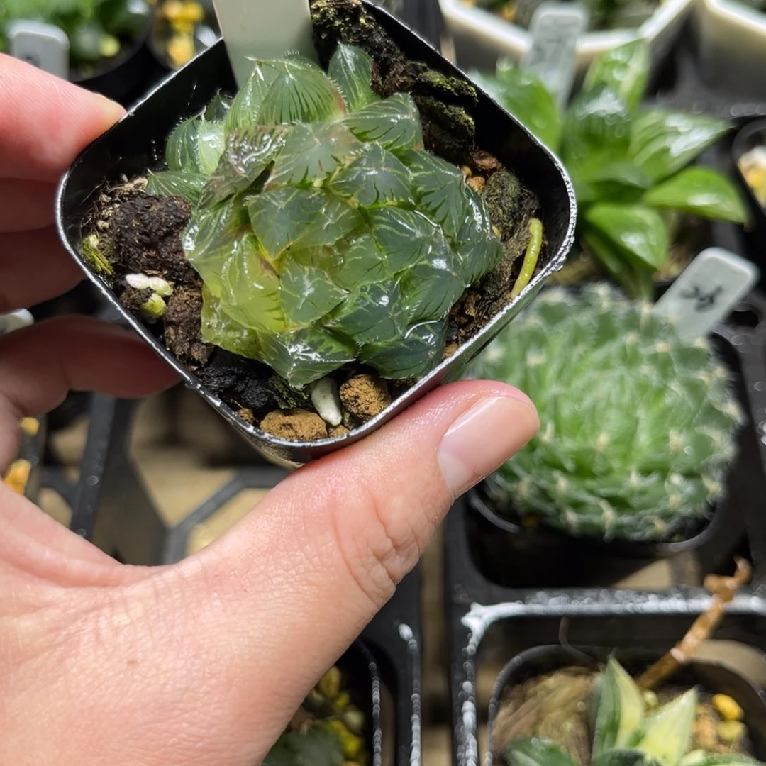 22冰魄玉露锦一物一拍