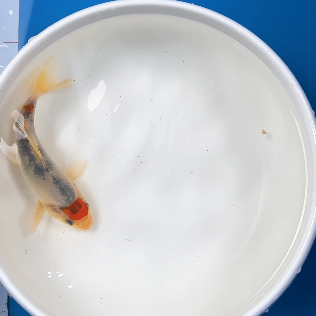 锦鲤鑫泓锦鲤养殖基地