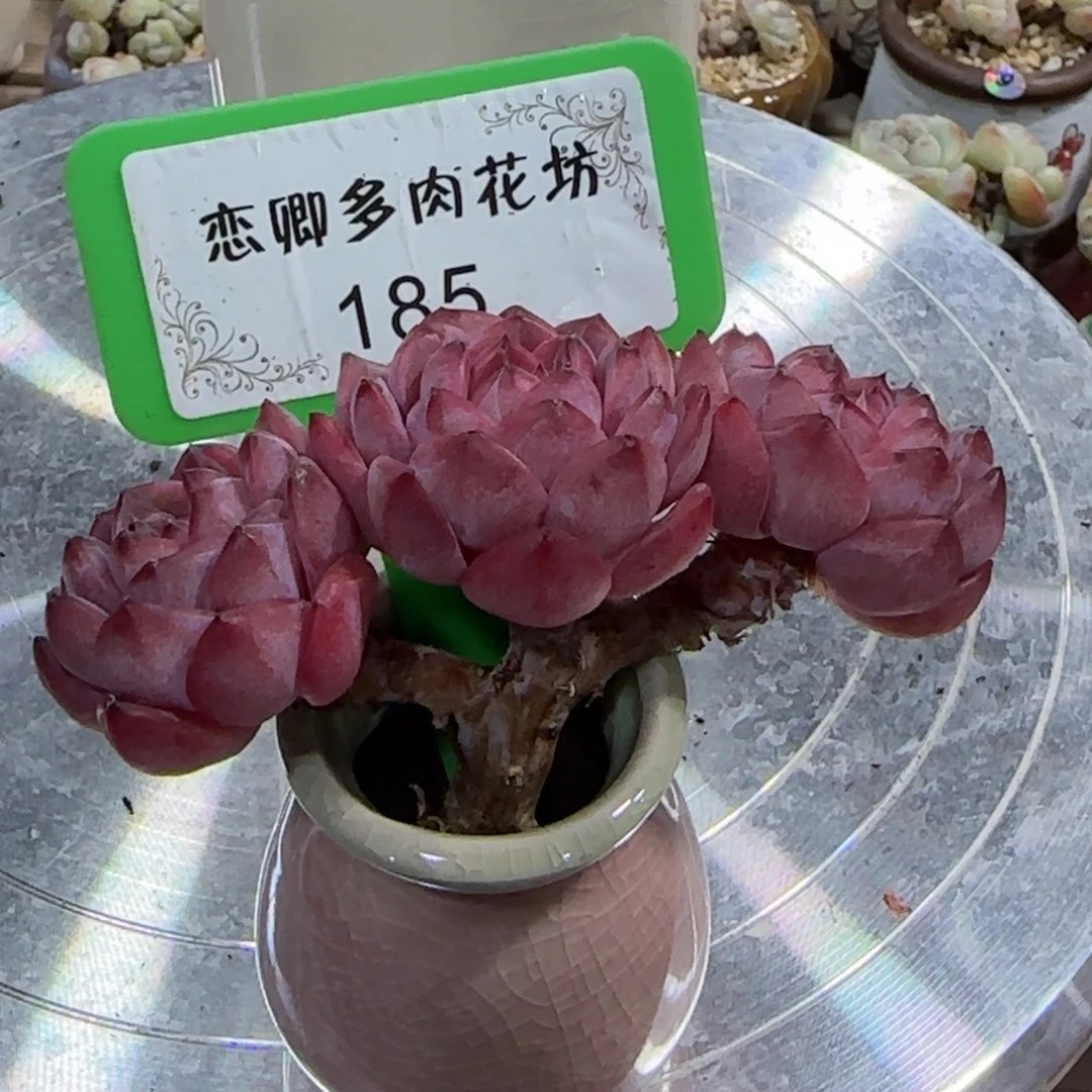 ?****?185冰糖水晶老桩无砍