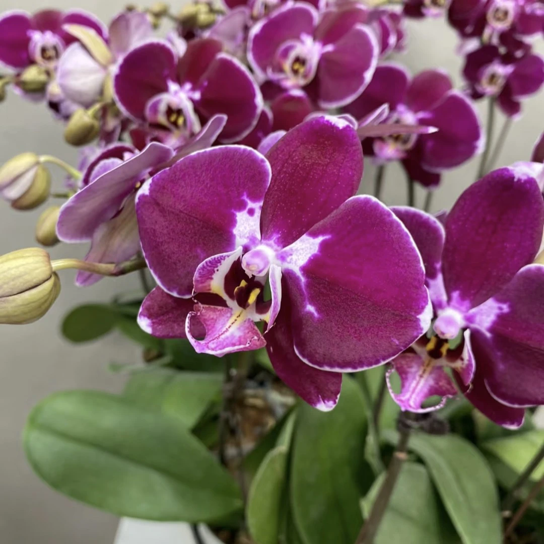 科尔马 3.0杯 精品蝴蝶兰基地直发