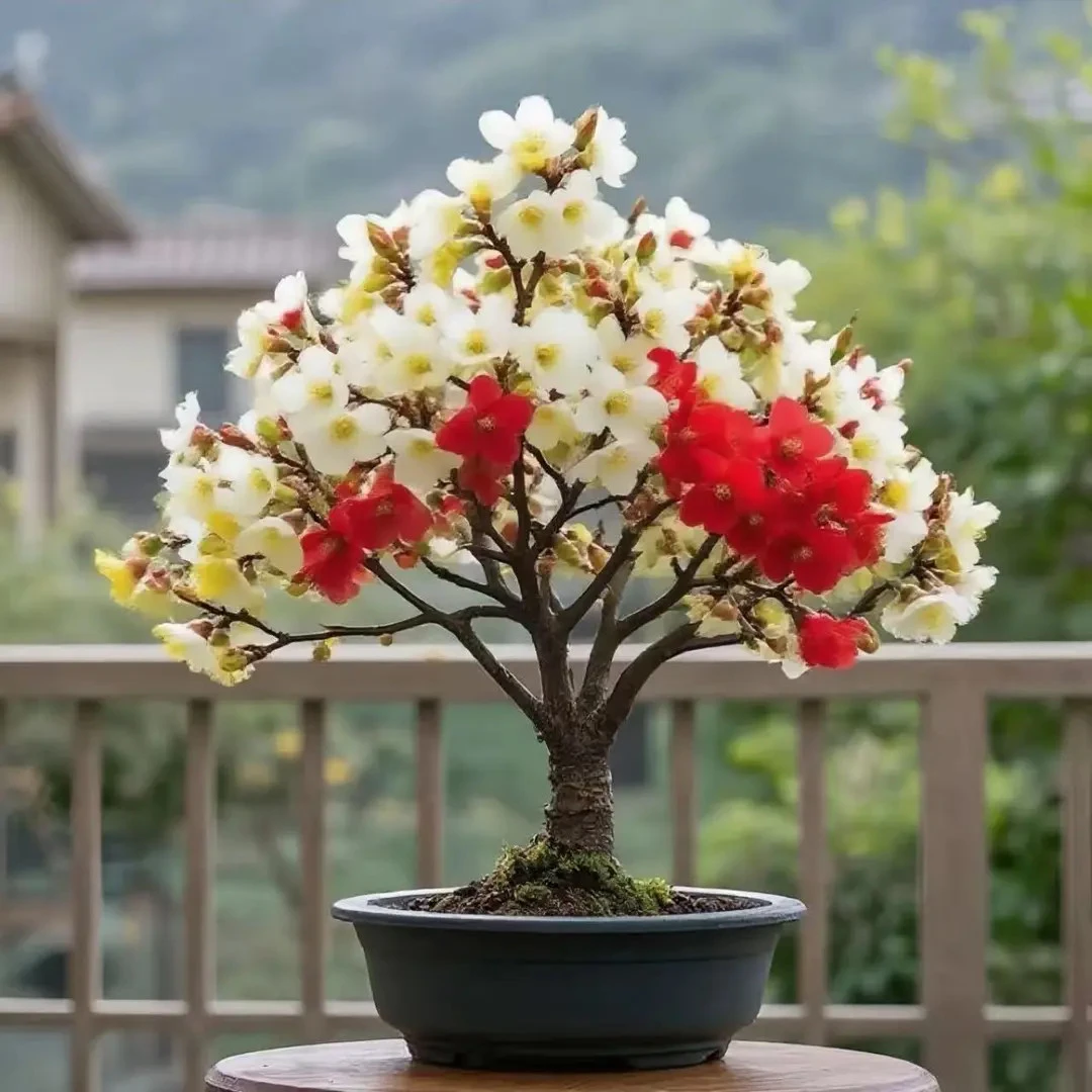 【带花苞】浓香型腊梅树苗盆栽花卉绿植室内阳台庭院耐寒耐旱好养活