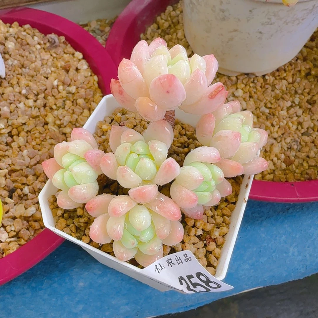 彩王，358，仙农出品，