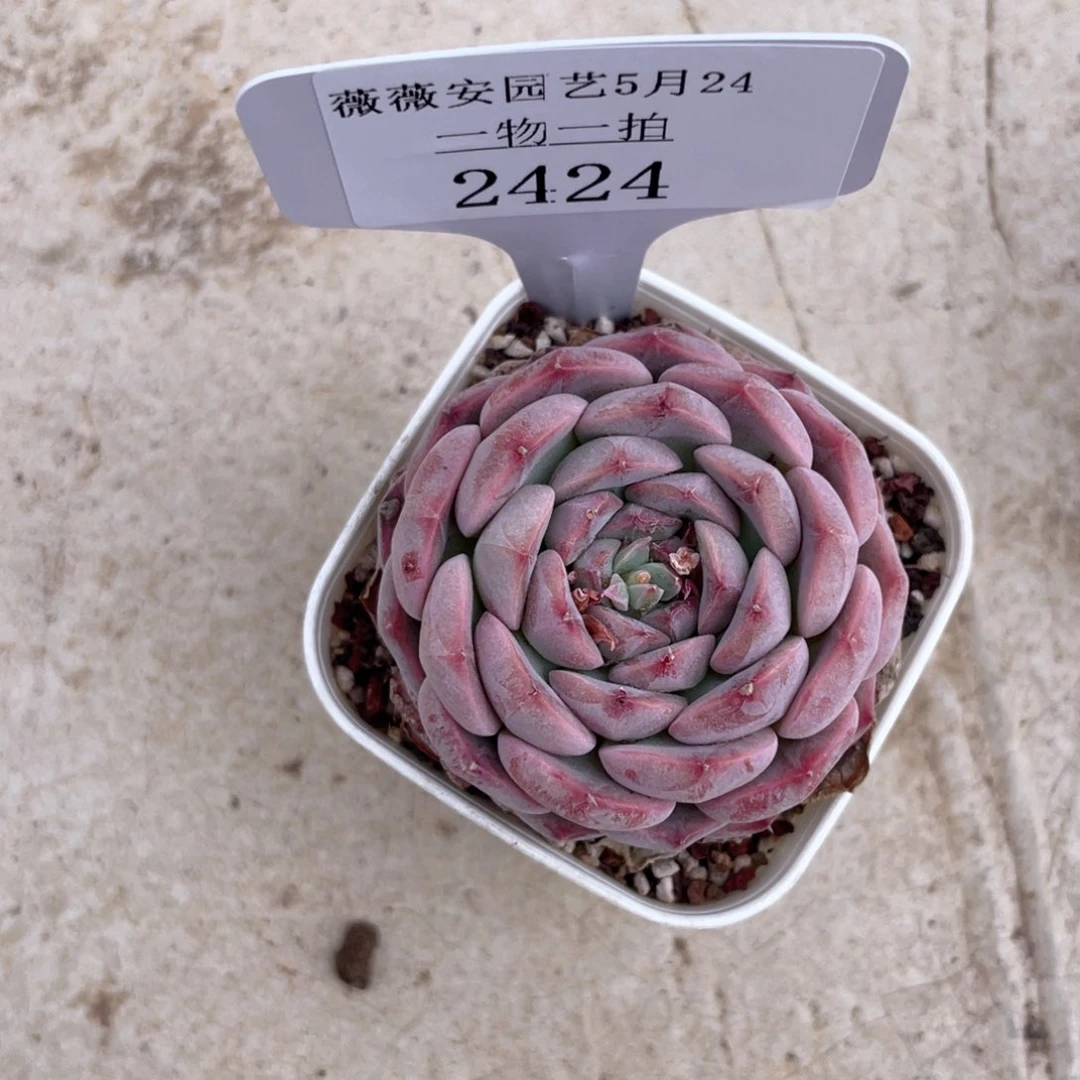 薇薇安园艺多肉2424