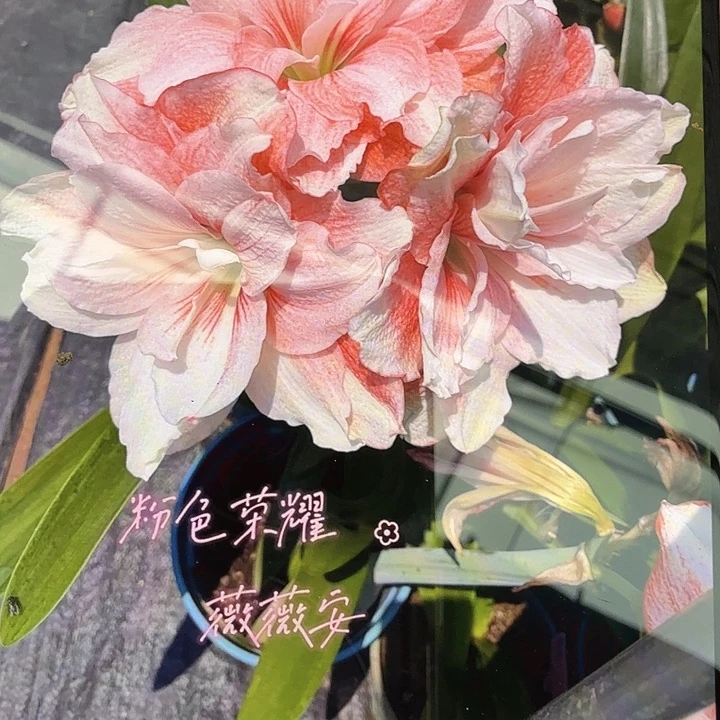 粉色荣耀开裂球7.5+