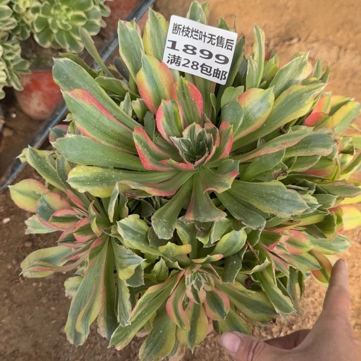 1899二号棚光辉多肉C