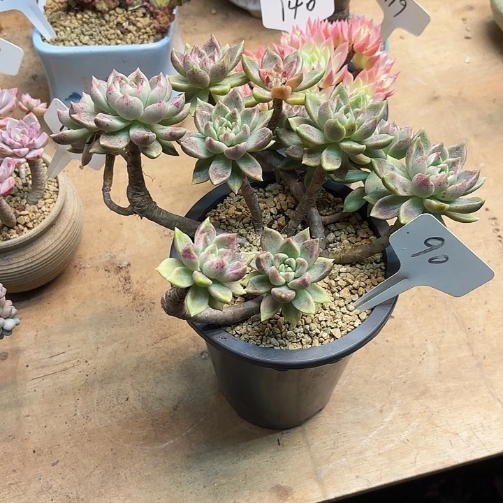 多肉植物，璀璨90号