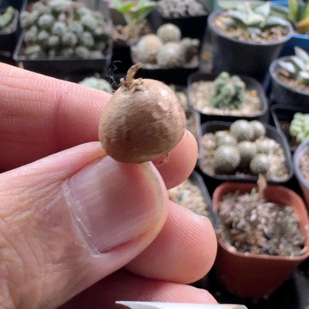 777南非龟甲龙脱土发货