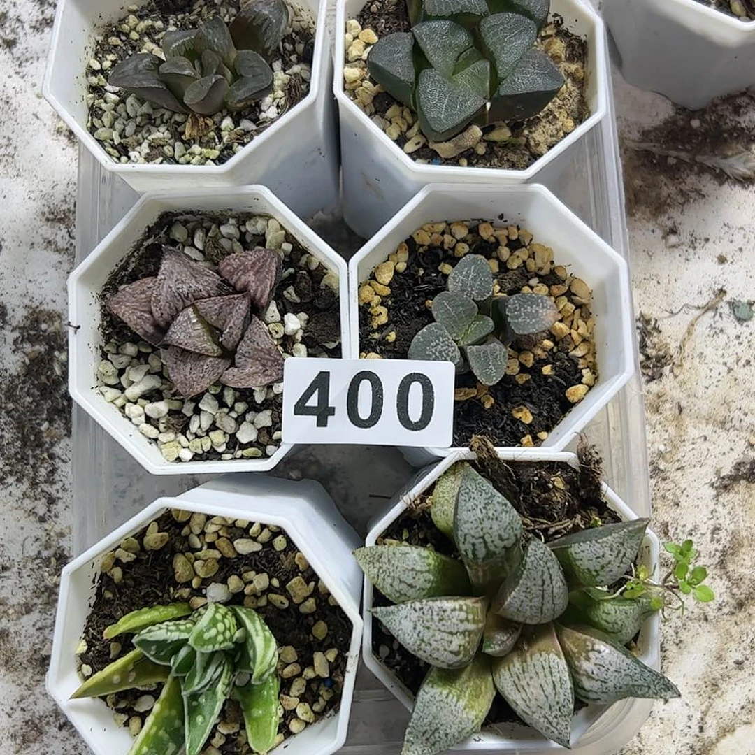 脱土带伤无根十二卷多肉