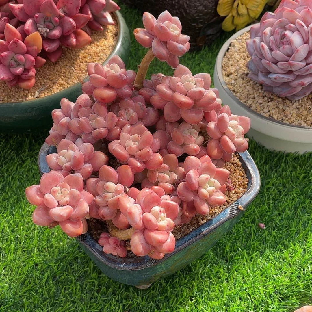 洛神群生多肉植物一物一拍