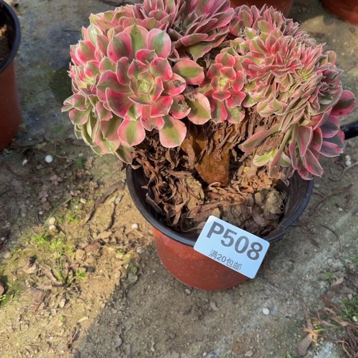 瑞妈多肉园艺508。女巫缀