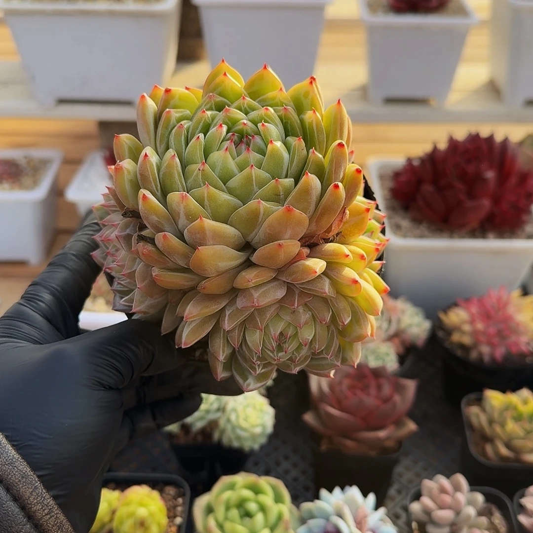 1231-61雪花珍妮群