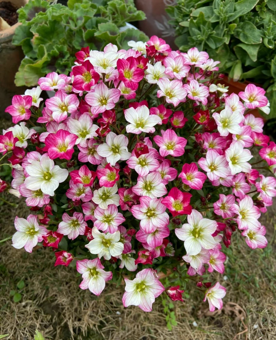 [虎耳草] 120口径盆 网红花带花苞多年生四季开花卉植物阳台花园