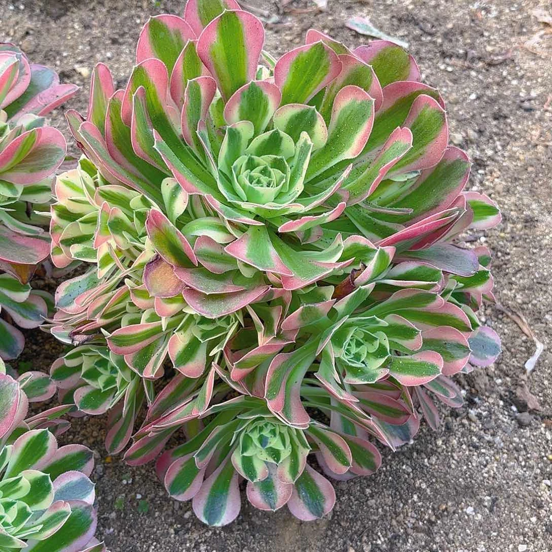 粉水晶手捧多肉植物