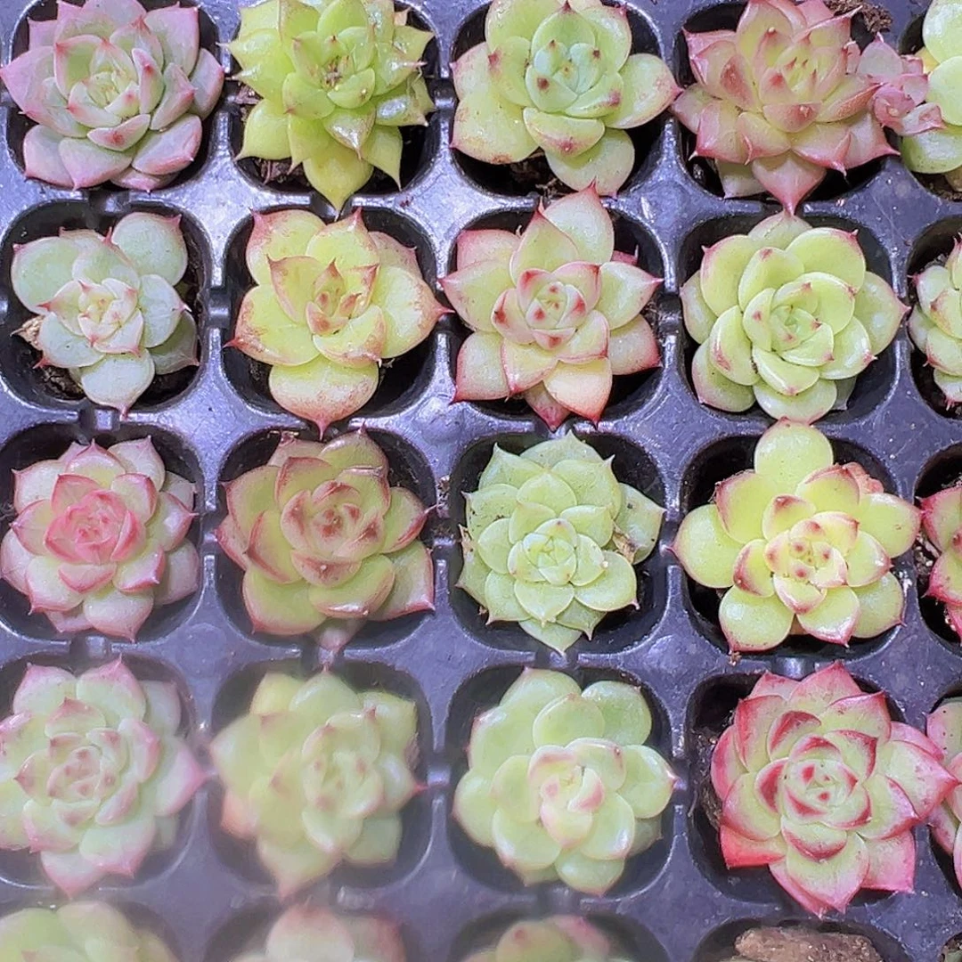 彩虹麦秆5个混发19包邮