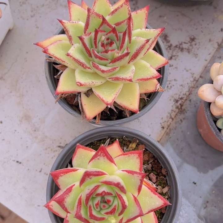 健健康康平平安安