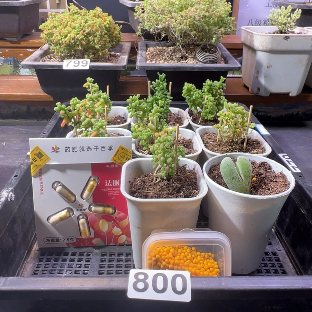 枝干番杏多肉植物800乐