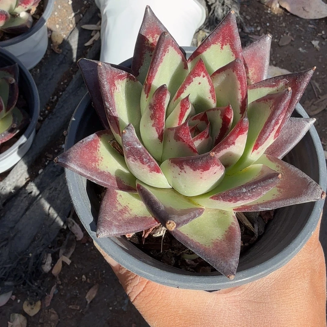 乌木多肉植物精品