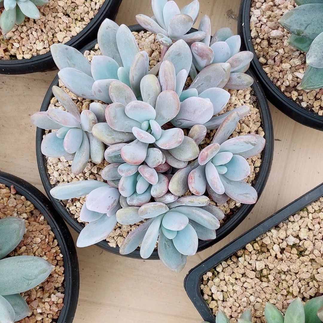 粉兔平头大群多肉植物